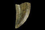 Serrated, Raptor Tooth - Real Dinosaur Tooth #115915-1